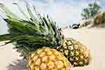 Pineapples in the sand (courtesy of Pixabay.com)