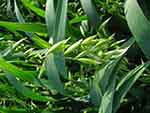 Barley in field