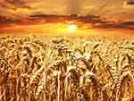 Wheat field at sunset