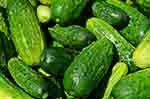 Top Cucumbers Exporting Countries