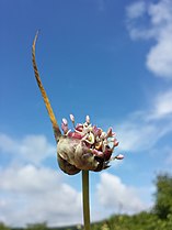 Inflorescence with bulbils