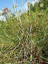 Stipes with leaves