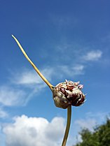 Inflorescence with bulbils