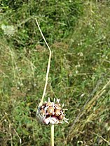 Inflorescence with bulbils