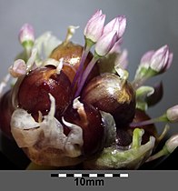 Inflorescence with bulbils