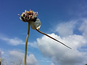 Inflorescence with bulbils