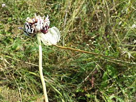 Inflorescence with bulbils