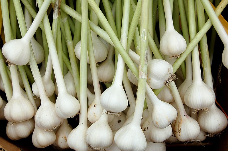 File:Garlic organically grown.jpg